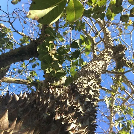 Pensionat Ninho Salino