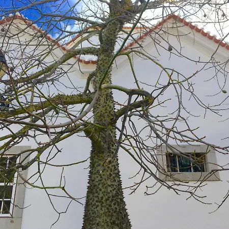 Ninho Salino Gasthof Cascais