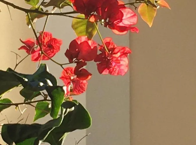 Gæstehus Ninho Salino 4*