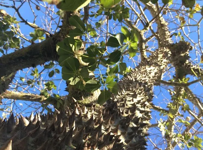 Gæstehus Ninho Salino